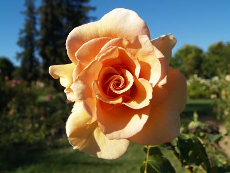 San Jose Municipal rose garden - Orange Rose