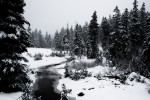 cypress_snow