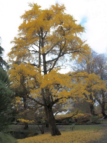 Autumn tree in Hagley Park, Christchurch